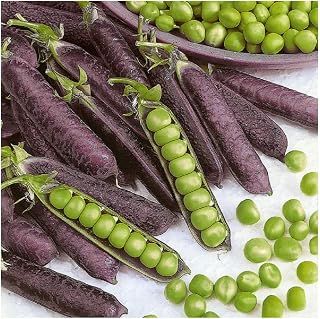 PREMIER SEEDS DIRECT - Vegetable Pea - Purple BLAUWSCHOKKER - 200 Seeds