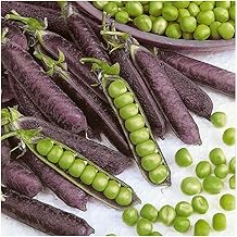 PREMIER SEEDS DIRECT - Vegetable Pea - Purple BLAUWSCHOKKER - 200 Seeds