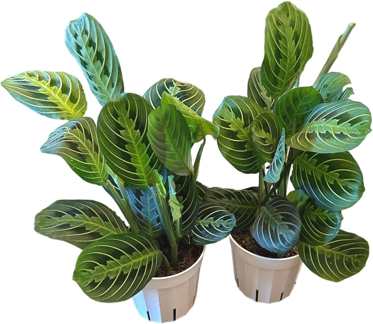 Live Plant,2Lemon Lime Maranta Prayer Plant, Pet Friendly, Air Purifying Plant, Easy Care, EasytoGrow Live Indoor Plant, Houseplant, Rare Indoor Plant, Home Décor 4 inch Pot by Hopewind Plants Shop