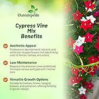 Vista 3 de Outsidepride Semillas mixtas de vid de ciprés - 100 piezas de semillas anuales de flores con néctar rico, flores en forma de estrella y hojas