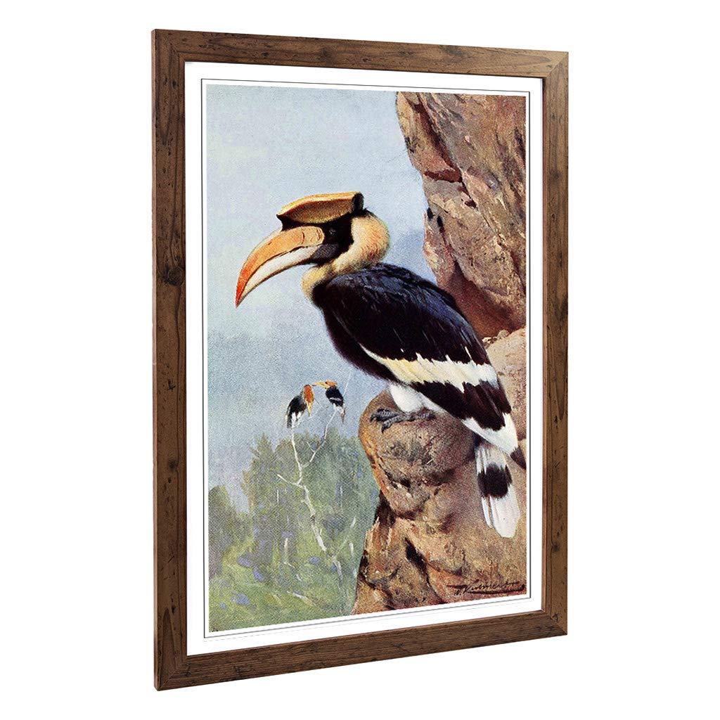 Big Box Art Framed Print of Vintage W Kuhnert Pied Hornbill Design | Wall Art Picture | Home Decor for Kitchen, Living Room, Bedroom, Hallway, Walnut, A2 / 24.5x18 Inch / 62x45cm