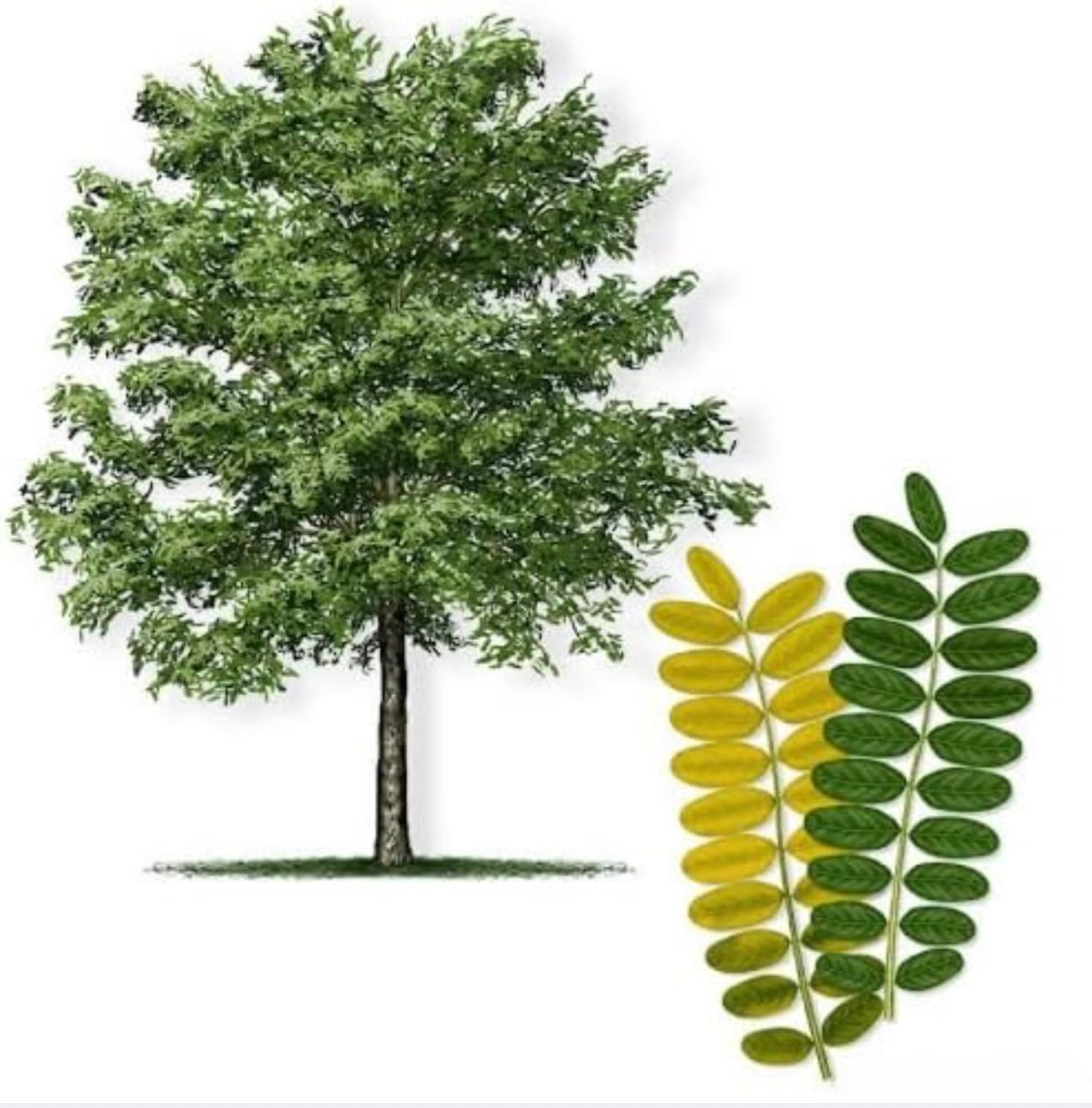 Honeylocust Tree Seedlings for Planting - Great for Landscape or Yard Tree (5 Seedlings)