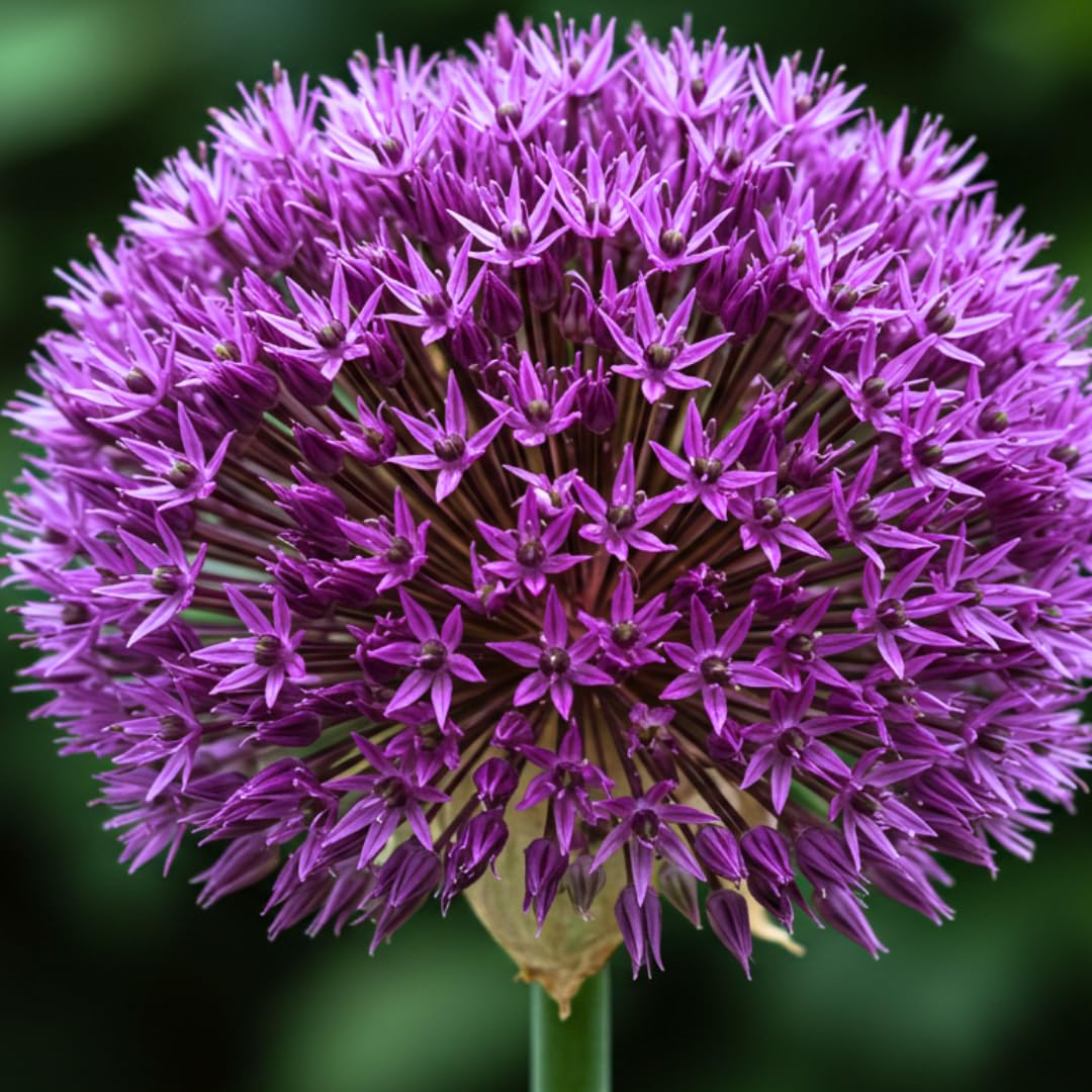 10 Dark Purple Allium Bulbs Blooming Onion Flowering Perennial Garden Flower