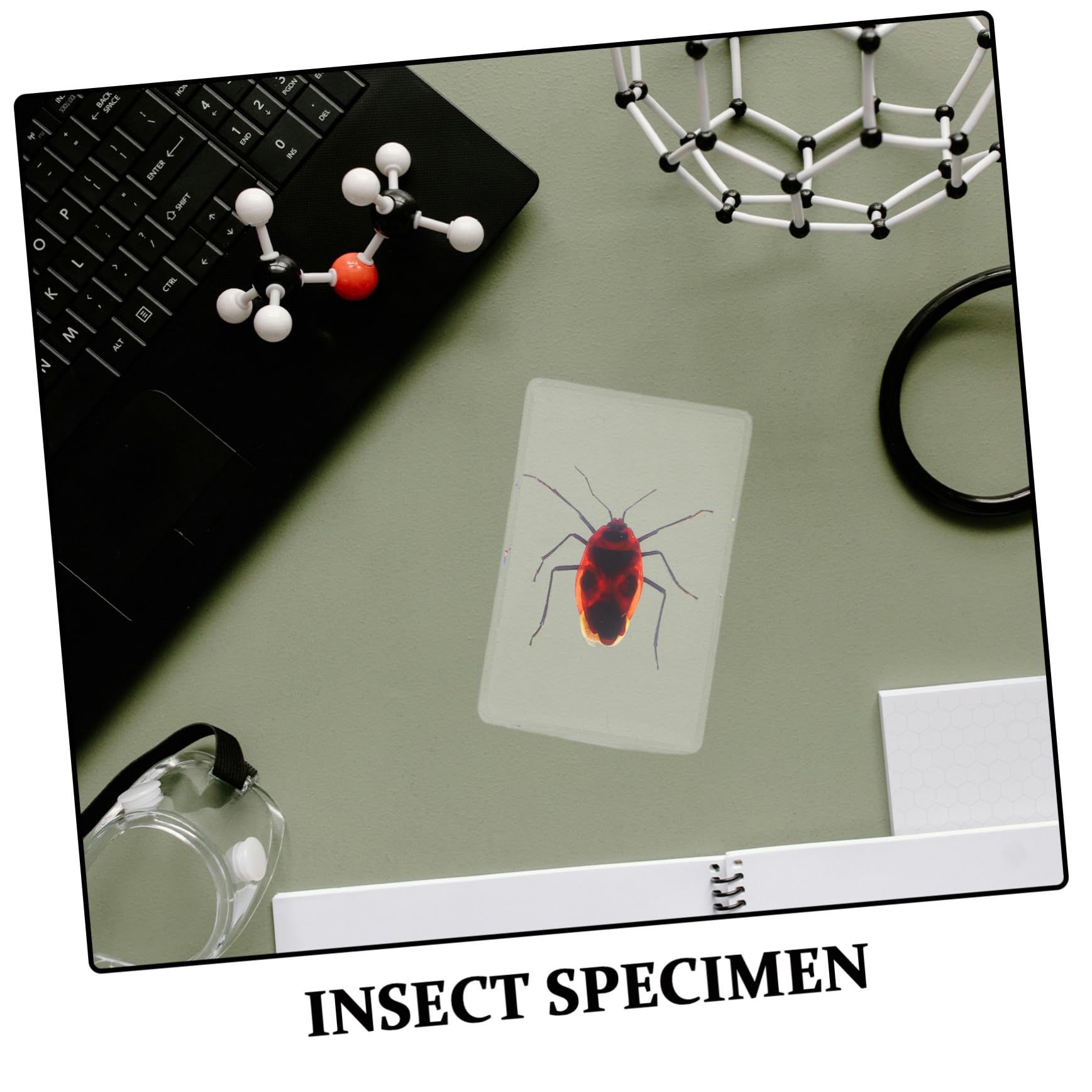 GALPADA 6 Pièces Spécimens Insectes en Résine Science, Presse-papiers Élégant en Résine, Décoration Bureau et Espace de Travail, Collection Éducative Biologique