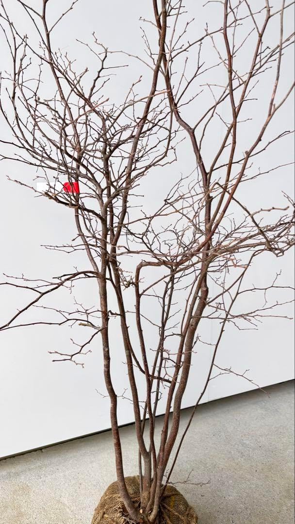 優雅で繊細な樹形 希少 ナツハゼ 株立 525 樹高1.3m位 良品 良株 夏櫨 優雅で繊細な樹形 希少 ナツハゼ 株立 525 樹高1.3m位 良品