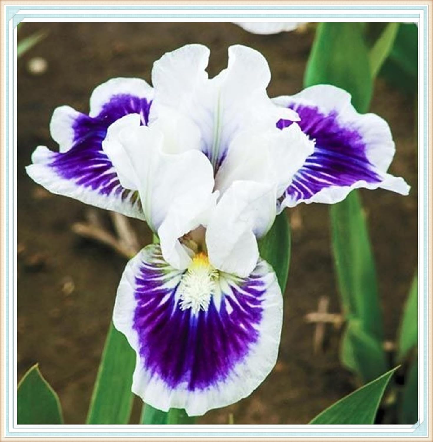 IrisRhizome,Iris Zwiebeln Winterhart,Zierblumen,Schwertlilien
