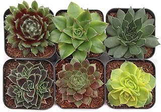 Mountain Crest Gardens Sempervivum Succulent Variety Pack - 6 Hardy Live...
