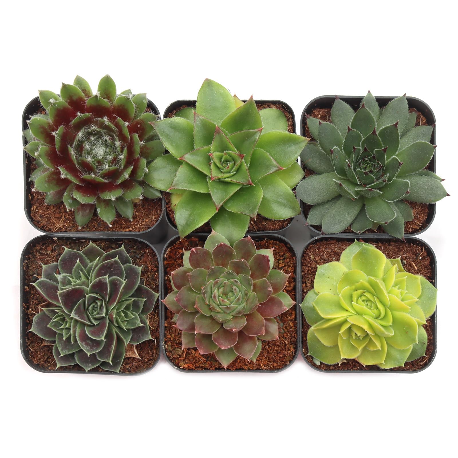 Mountain Crest Gardens Sempervivum Variety Pack