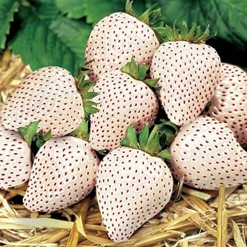 10 Carolina Pineberry Bare Roots, Berry Plants to Grow