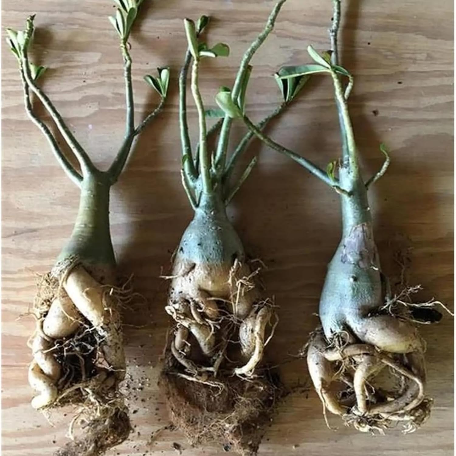 Rosa del desierto con tallo grueso y caudex voluminoso; una opción de bajo mantenimiento para el hogar: perfecta para florecer todo el año en balcones o interiores-5 pcs-F