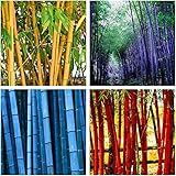 Bamboo Seeds (480 PCS) Low-Maintenance Evergreen Bamboo, Cold-Hardy & Shade-Tolerant, Perfect for Backyard Privacy Screens & Decor