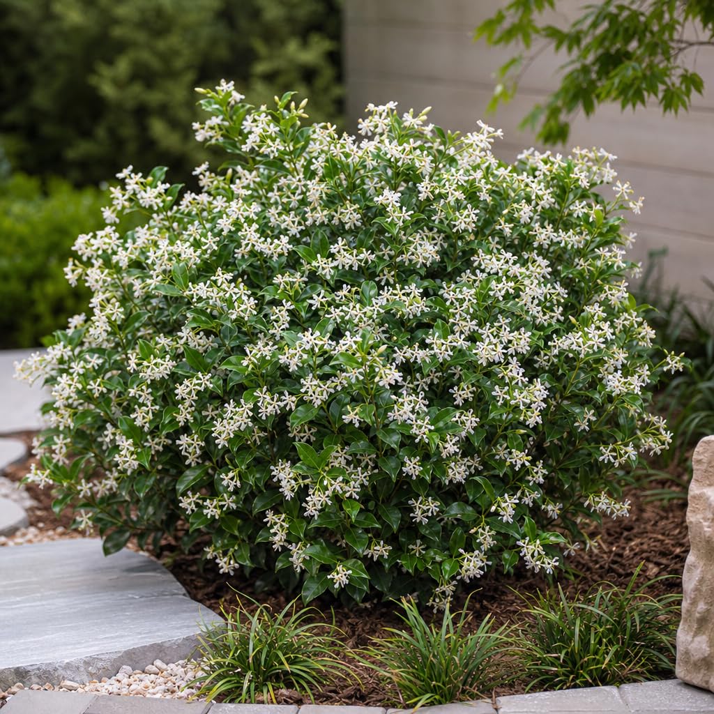 Amazon.com : Jasmine Asian Snow | 3 Live Plants | Wrightia