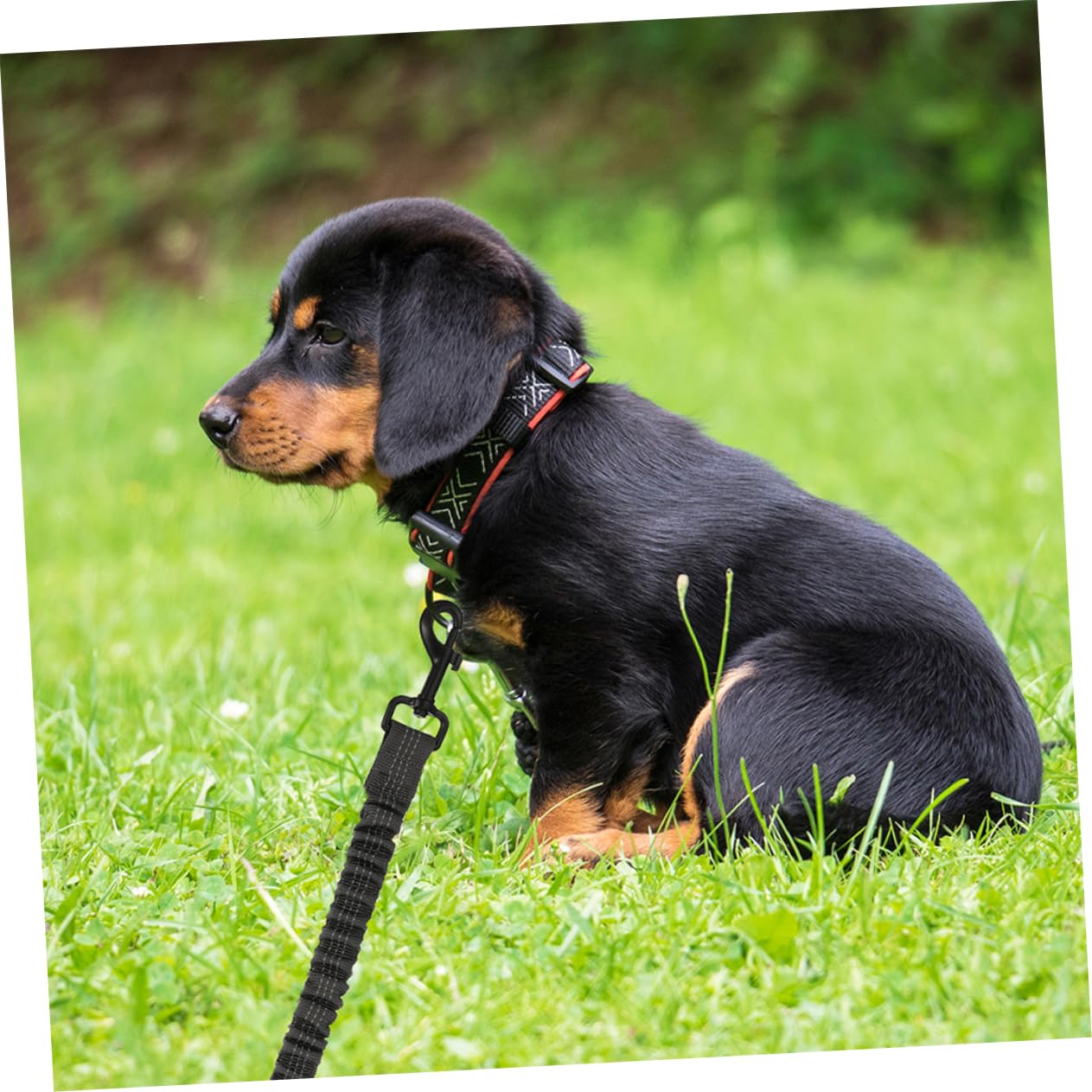 TOYANDONA 3pièces Laisse Double pour Chien Lot de Réfléchissante pour Promenade Extérieure Solide Résistante pour Chiot Et Chien De Compagnie