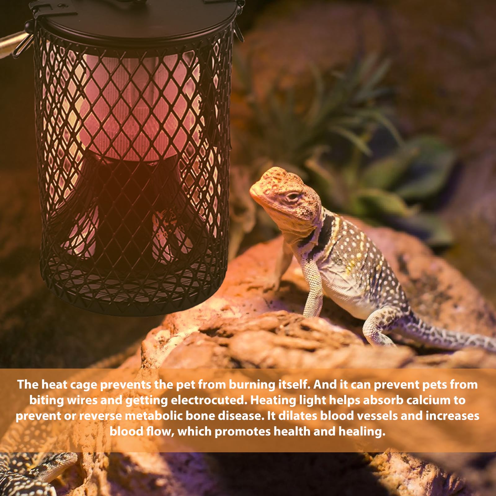 Lotvic Reptilien Wärmelampe 50W - 2 Stück Mit Schutzkorb