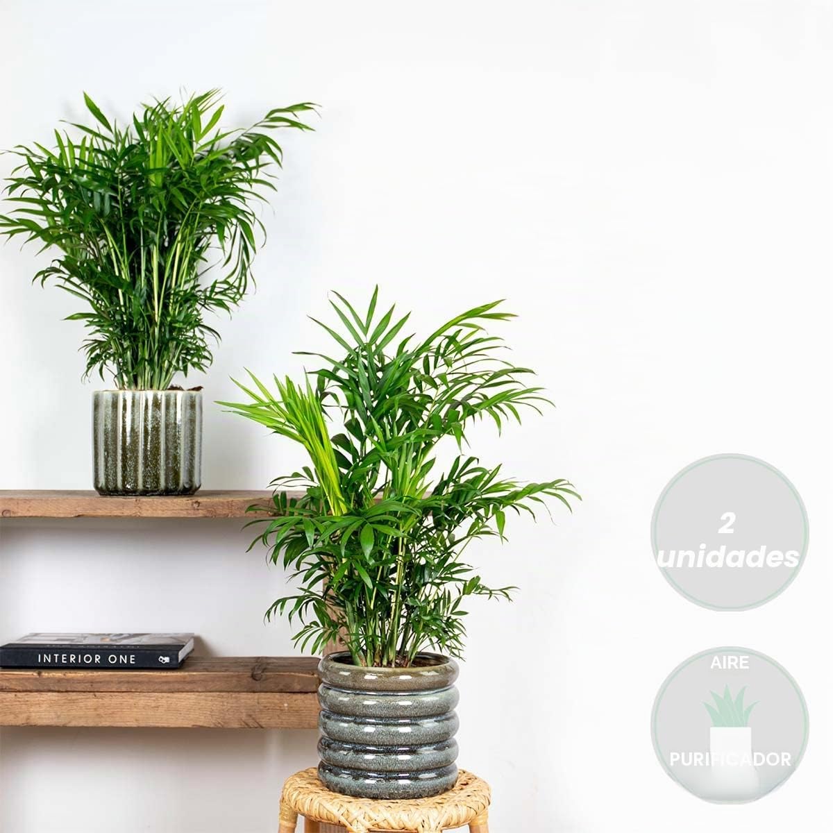 Bloomique - Set de 2 - Chamaedorea elegans - Palma enana mexicana - Planta de interior - Purificadora del aire - Apta para mascotas - Fácil de cuidar - Altura 50-60 cm - Maceta 17 cm