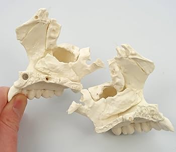 3B 頭蓋骨模型 22分解 カラー Amazon | 3B社 頭蓋骨模型 頭蓋骨22分解キットナチュラルカラー