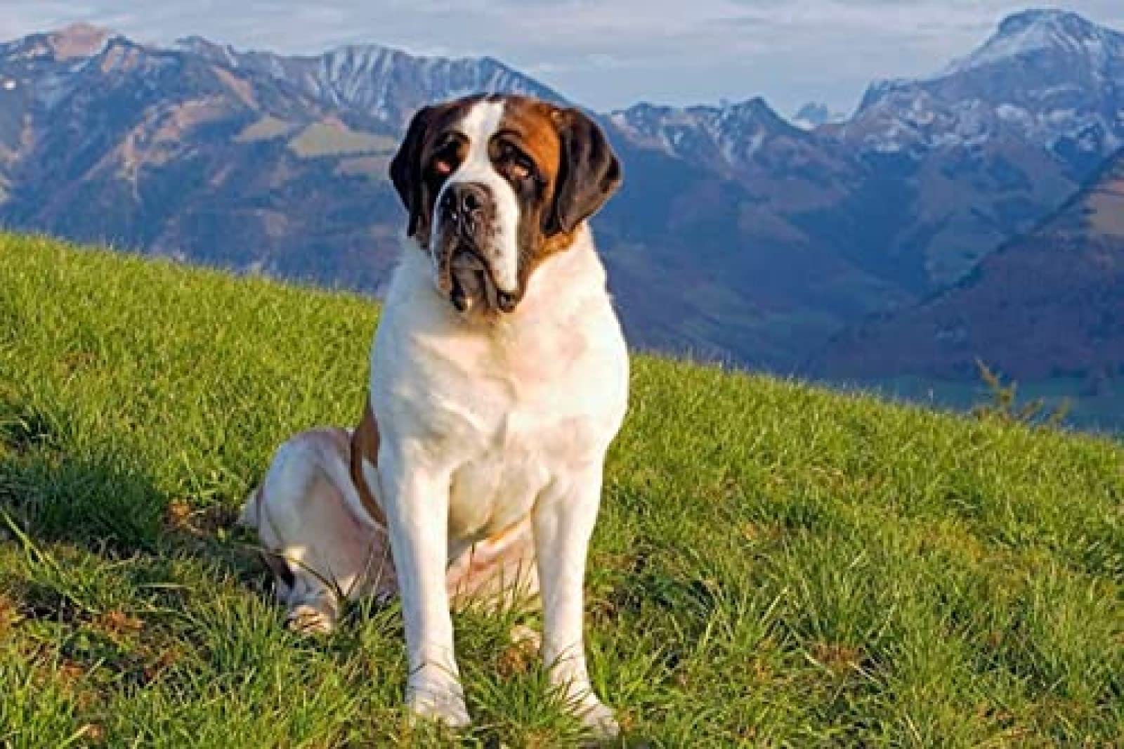 Eiialerm Kit Punto Croce Bulldog Inglese - 40x50cm, Tela Prestampata 11CT, Per Adulti E Principianti