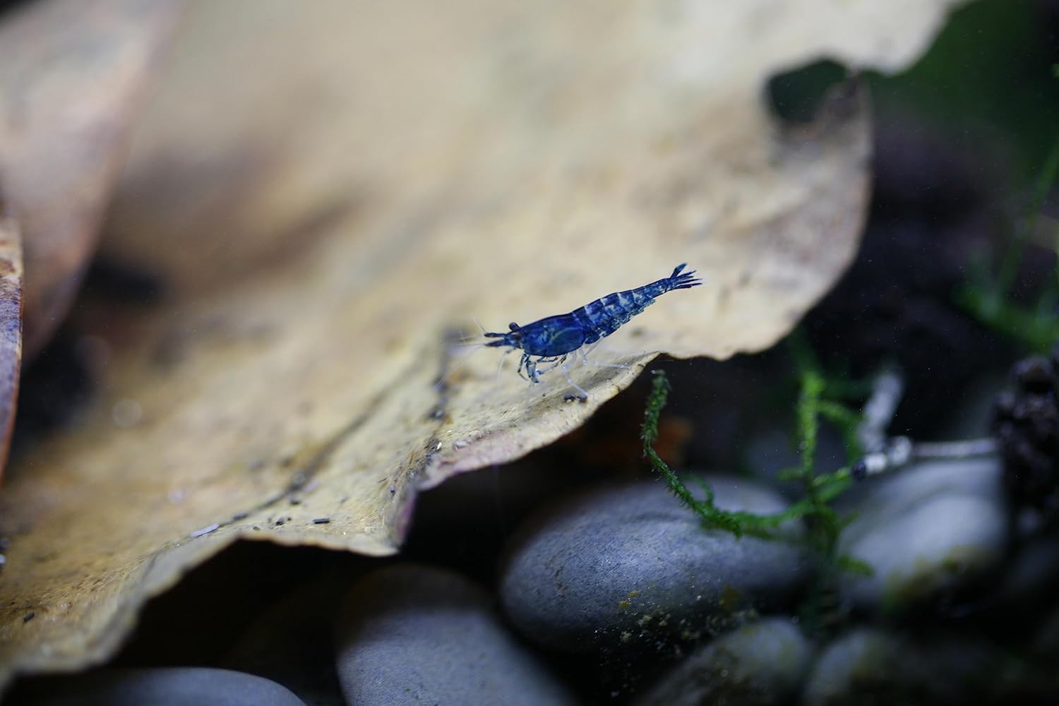 Live Neocaridina Blue Dream Shrimp - Stunning Blue Color - 10 Juvenile Blue Dream Shrimp - Freshwater Aquarium Shrimp