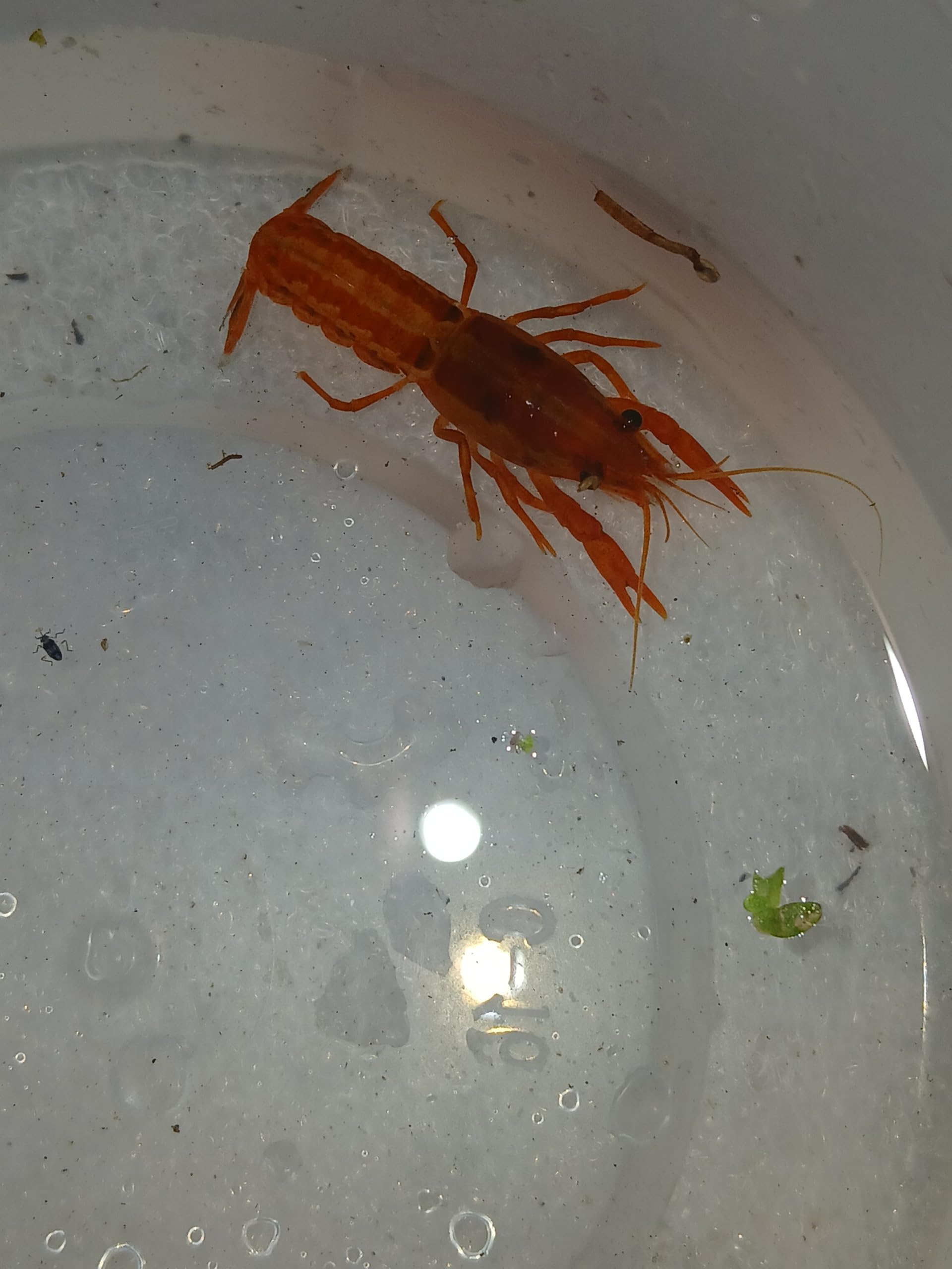 1 Live Pet Orange Dwarf Crayfish Lobster, Cambarellus patzcuarensis, Freshwater, Mexican Orange Dwarf - Great for Aquariums, Small Crayfish - Not Allowed in California or Wisconsin