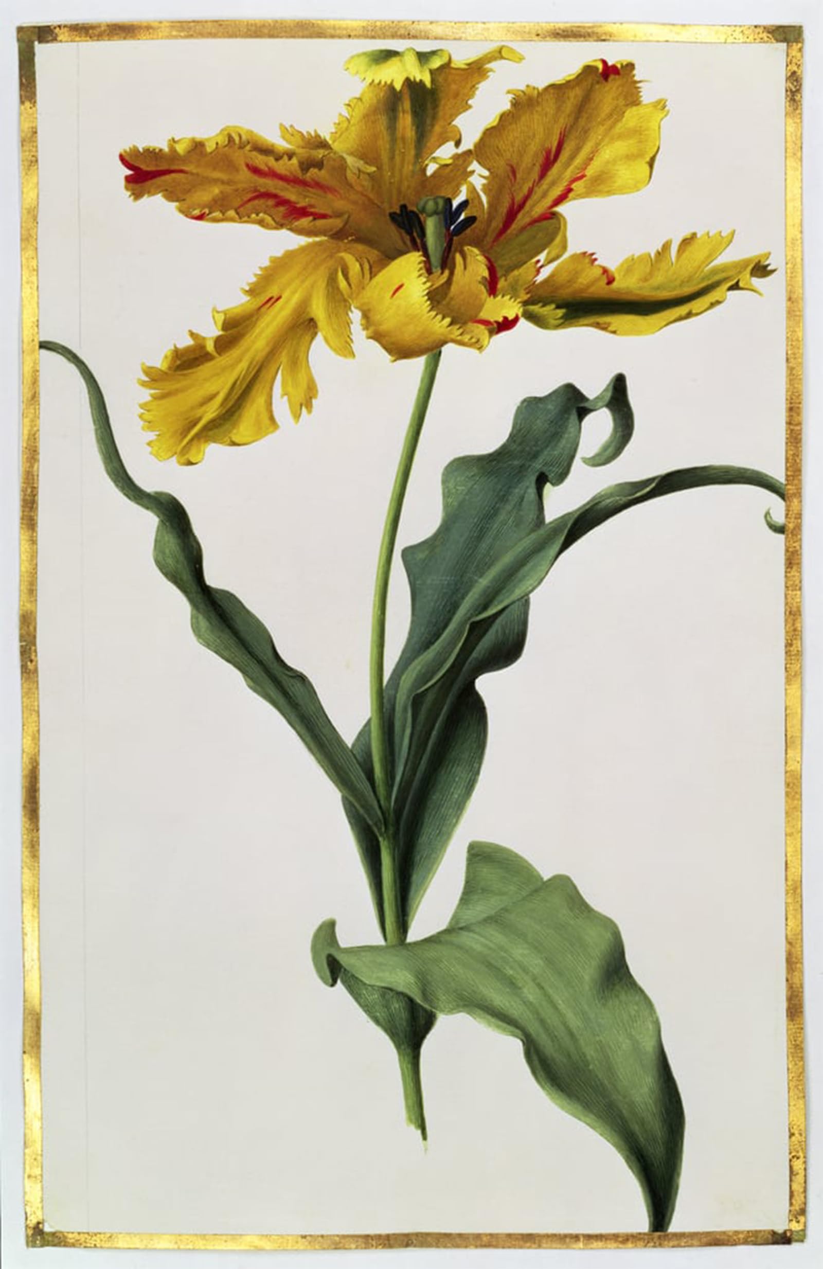Posteriik No Frame Famous Animal Posters Vintage Picture Tulip By Nicolas Robert Modern Wall Decor For Home Decor 60X90cm