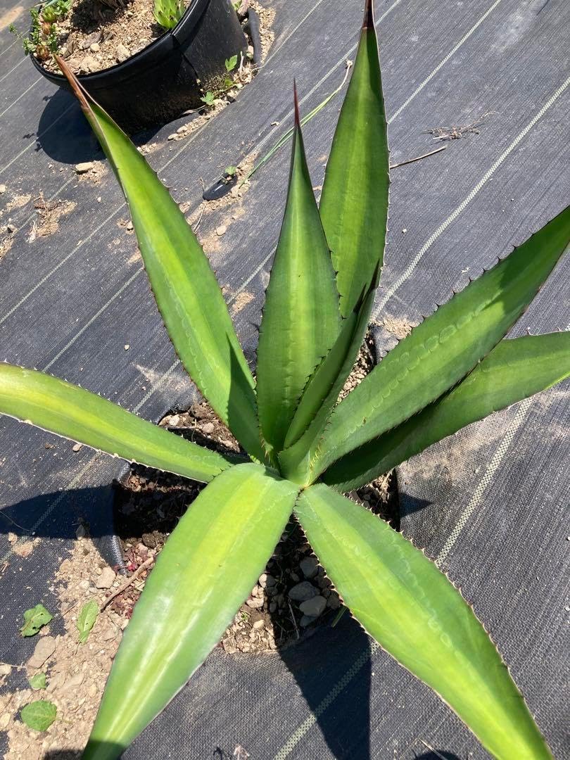アガベ、ベルビーレもしくはローガンカルホーン大株、画像5.6.78が出品