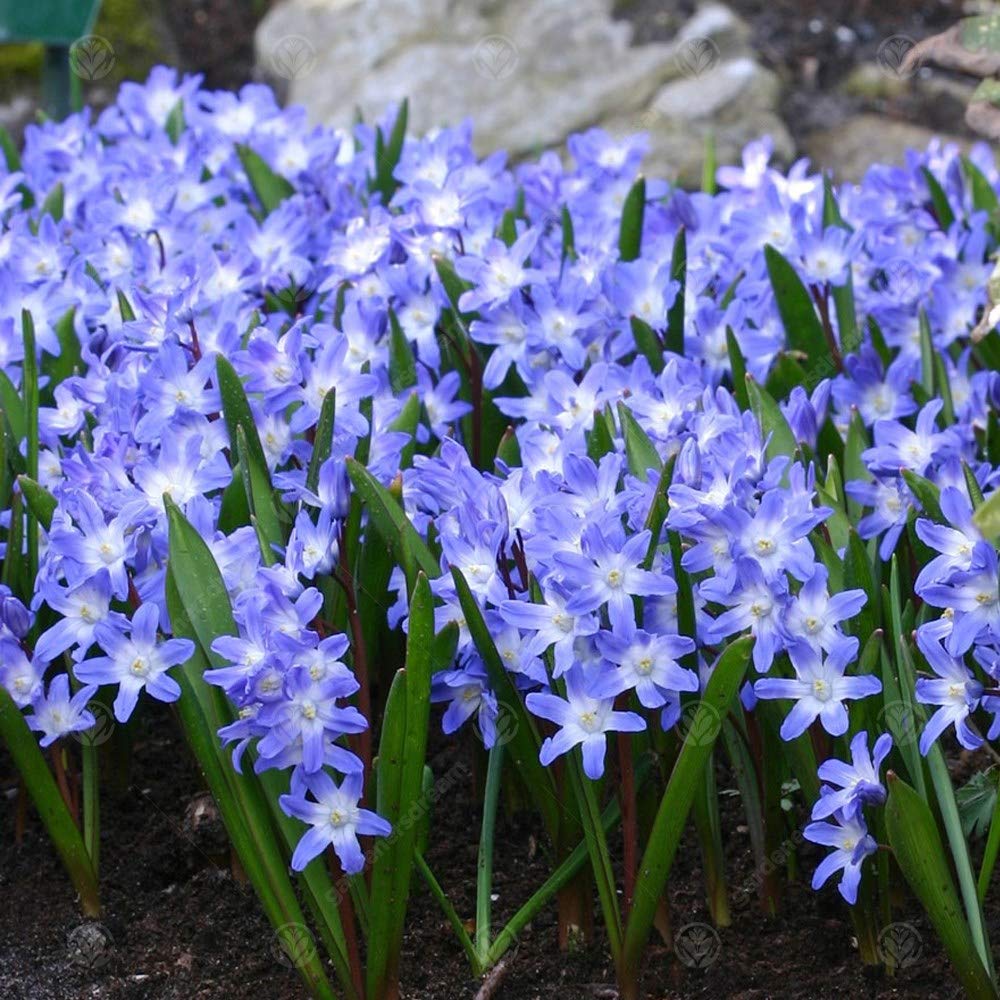 Chionodoxa Forbesii Early Spring Flowering Garden Bulbs (150 Bulbs)