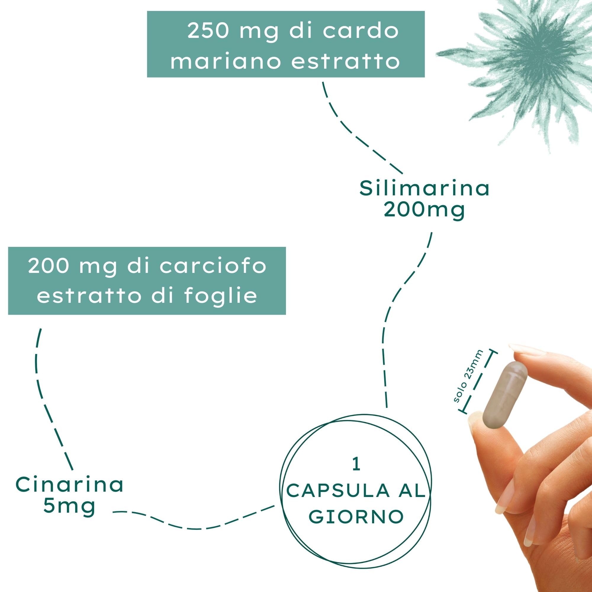 Nature Basics® Capsule di cardo mariano ad alto dosaggio certificato e in barattolo | 180 capsule con 80% di silimarina e 2,5% di cinarina | testate in laboratorio, senza additivi e CO2 neutro