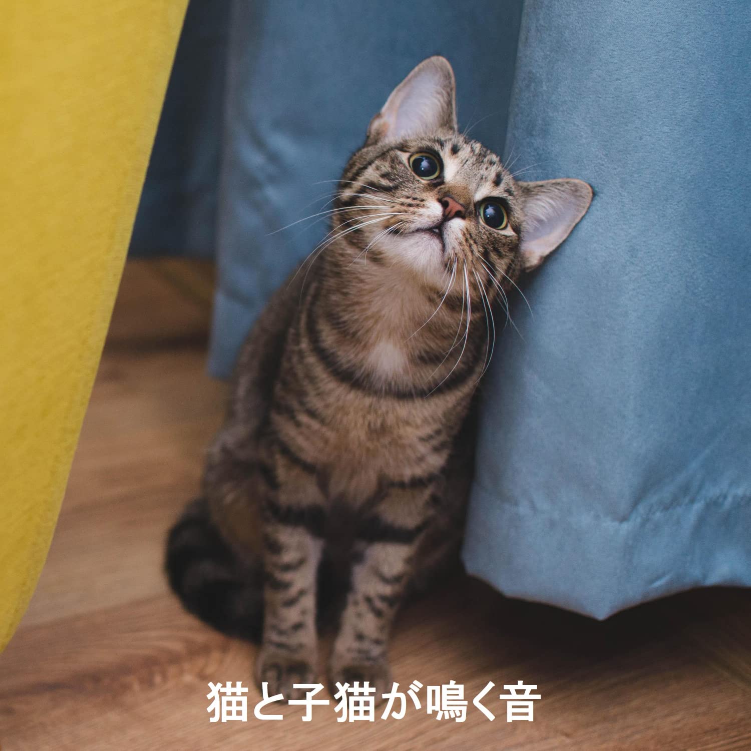 猫と子猫が鳴く音
