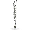 Product Photo 8