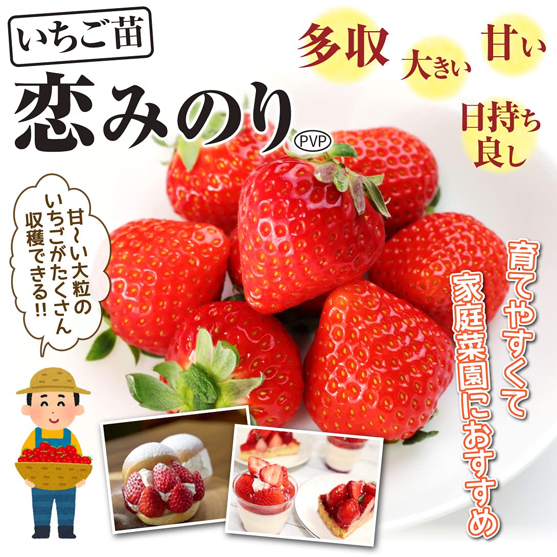 Amazon.co.jp: いちご苗 恋みのりPVP 3株 / 国華園 25年秋商品 : DIY 