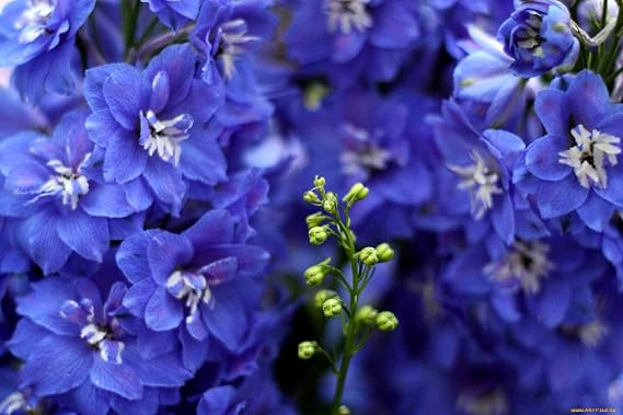 Seeds Dwarf Delphinium Mix Multicolor 100+ Seeds to Grow Low Height Spike-Like Perennial Flowers Larkspur Spring of Fall Planting