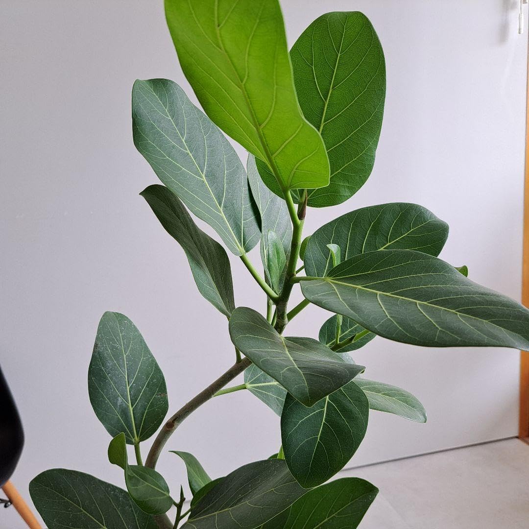 最高級樹形】フィカス ベンガレンシス 曲がり仕立て 陶器鉢 植え込み