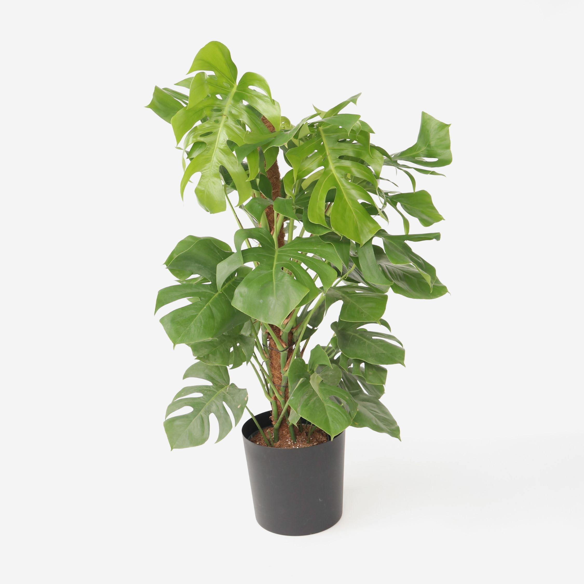 Plant in a Box - Monstera Deliciosa - Pianta del formaggio svizzero - Vaso 24cm - Altezza 120-130cm