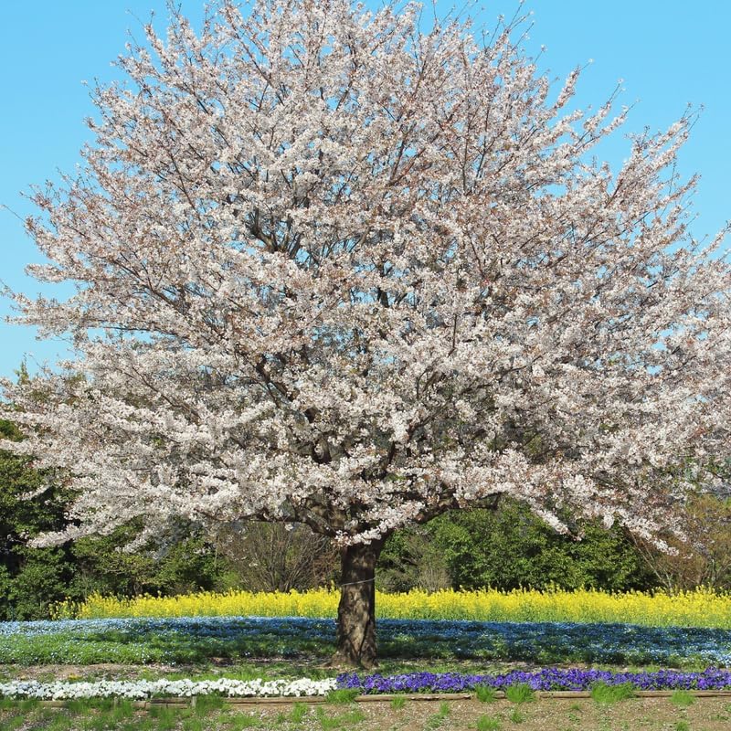 White Cherry Blossom Live Plant in Pot, Live Cherry Blossom Tree Plant, 8 to 12 Inch Tall Cherry Blossom Tree Plant for Garden, Perennial Cherry Blossom Tree