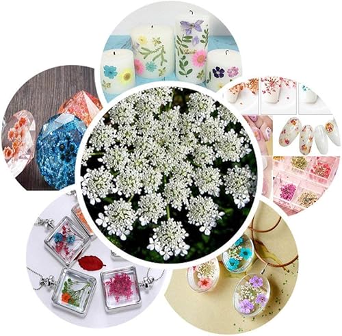 Miniatura 7 de 6 flores secas prensadas naturales reales para hacer manualidades, joyas, adornos de resina hechos a mano, 60 ramas (rosa)