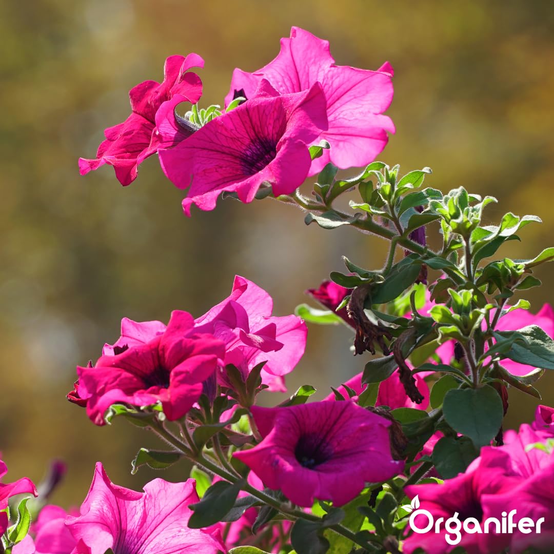 Petunia Nawóz Organiczny Do Kwiatów - 10L - NPK 2-1-8