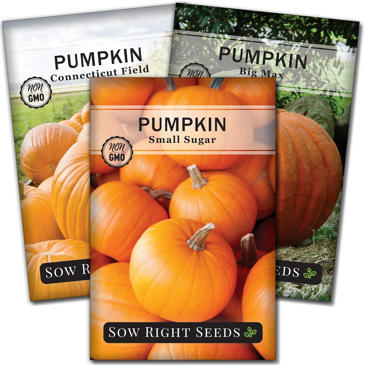 Sow Right Seeds - Classic Pumpkin Seed Collection for Planting - Small Sugar, Connecticut Field, and Big Max Pumpkin Seeds - Non-GMO Heirloom Packets with Instructions to Plant a Home Vegetable Garden