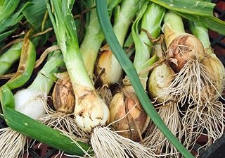 Leek, American Flag Leek Seeds, Non GMO, 25 Seeds PER Package, Great for Salads OR AS A Garnish