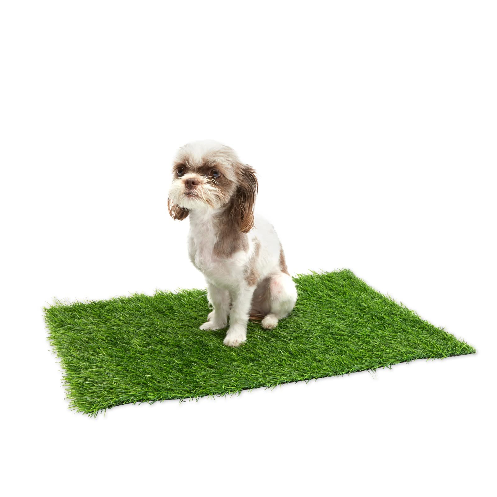 Do Dogs Like Artificial Grass