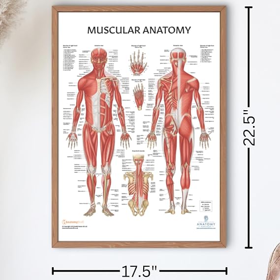 The Muscular System Anatomical Chart Laminated , Nursery