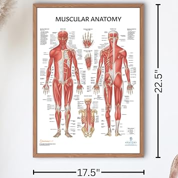 The Muscular System Anatomical Chart Laminated , Nursery