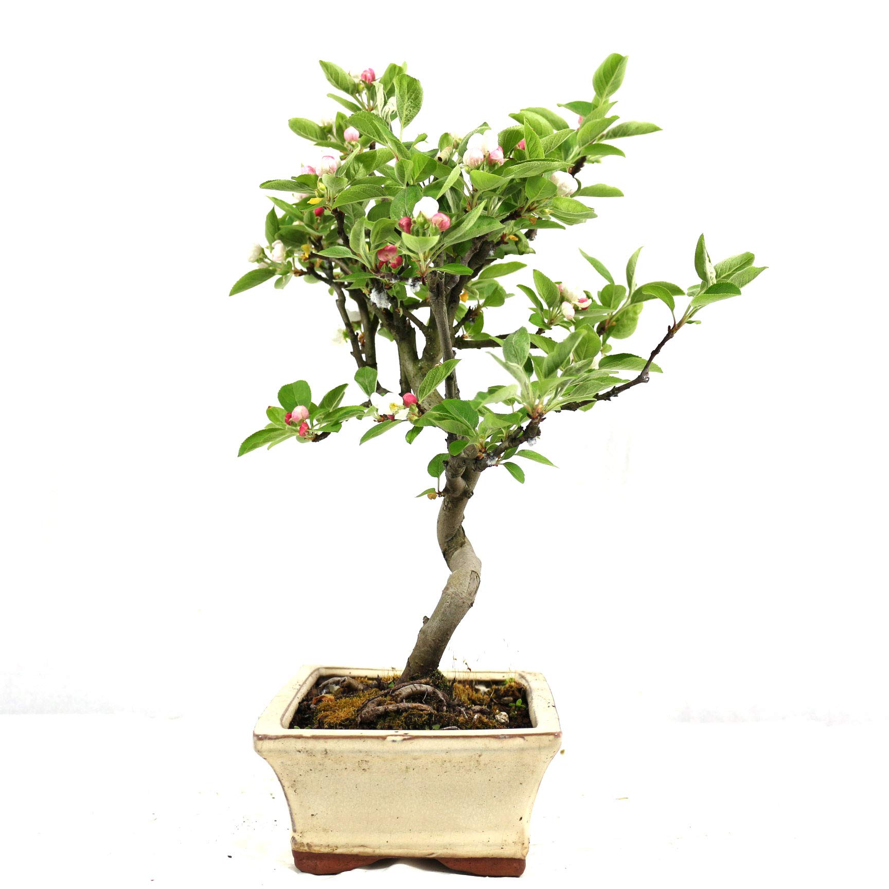 Manzano ornamental, Malus, bonsái para exterior, 8 años, altura 32 cm