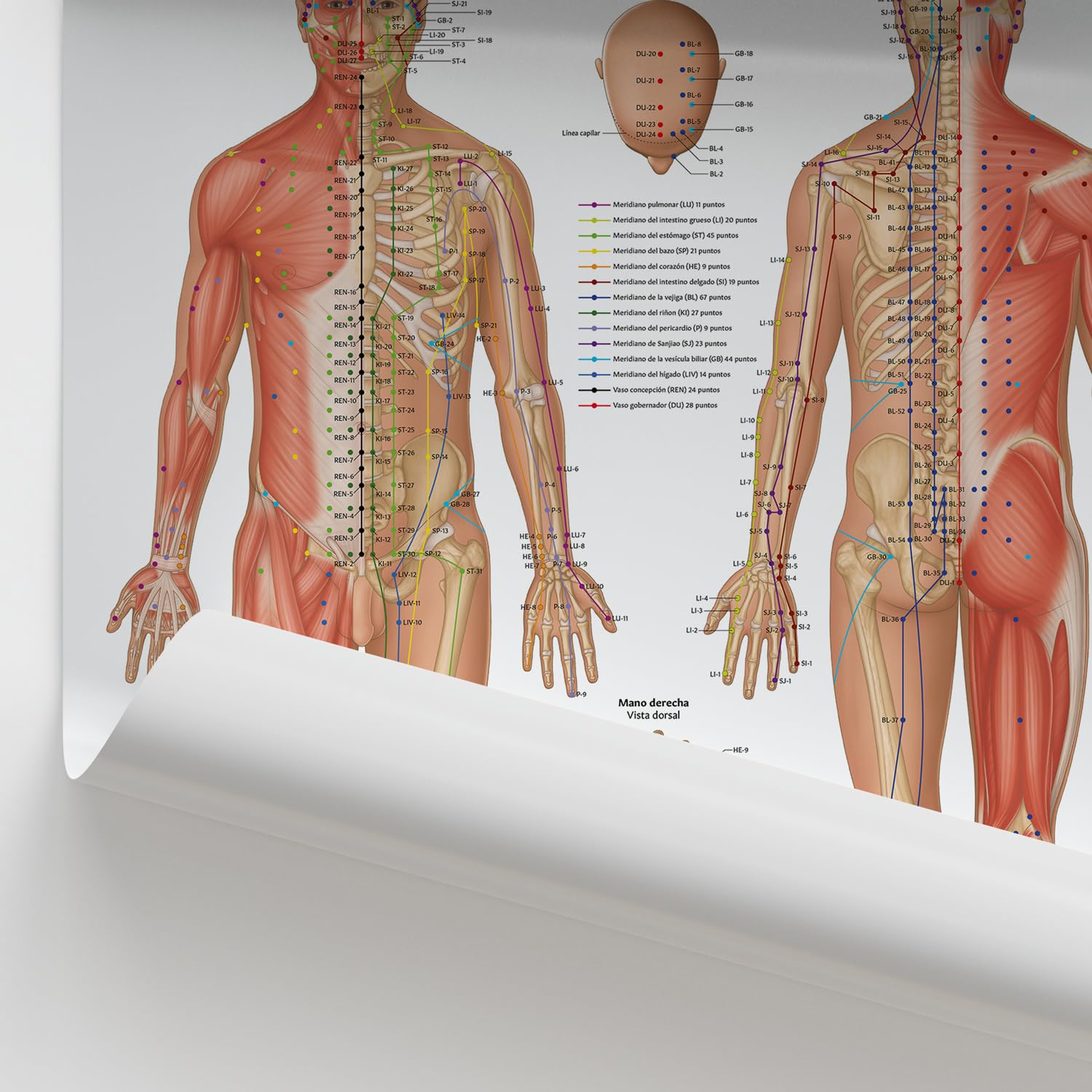 Anatomy Stuff Puntos de Acupuntura, ESPAÑOL, 45 x 60 cm, 18 x 24 pulgadas, Diagrama de Puntos de Acupuntura
