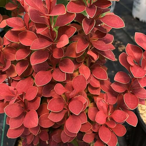 Hirt's Gardens SUNJOY Orange Pillar™ - Agracejo - Berberis - Ganadores probados - Maceta de 4"