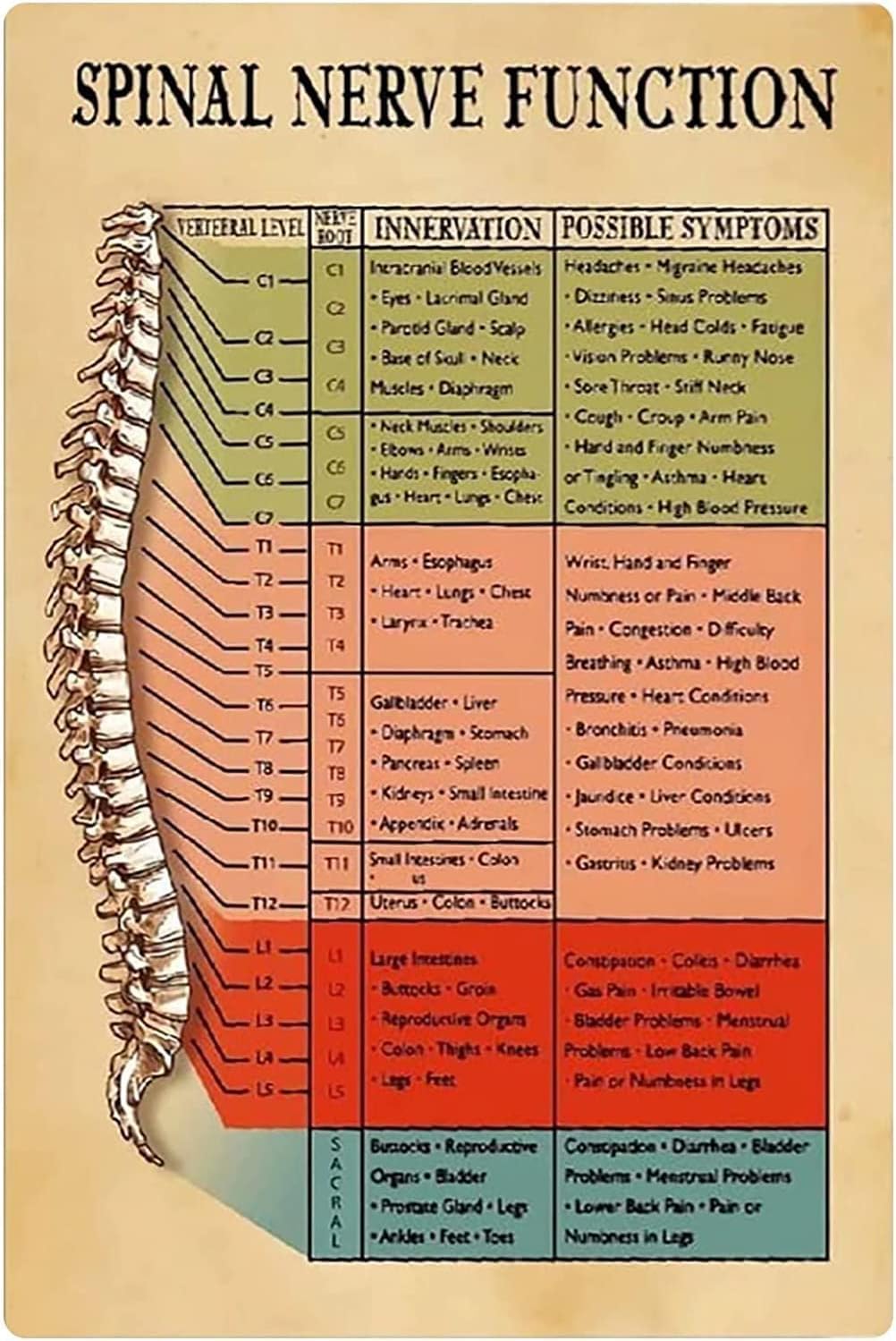Oudrspo Spinal Nerve Function Metal Signs Wall Decor Aluminium Poster Chiropractic Knowledge Postersoffice Science Plaque Hospital Clinic Home 8X12inch