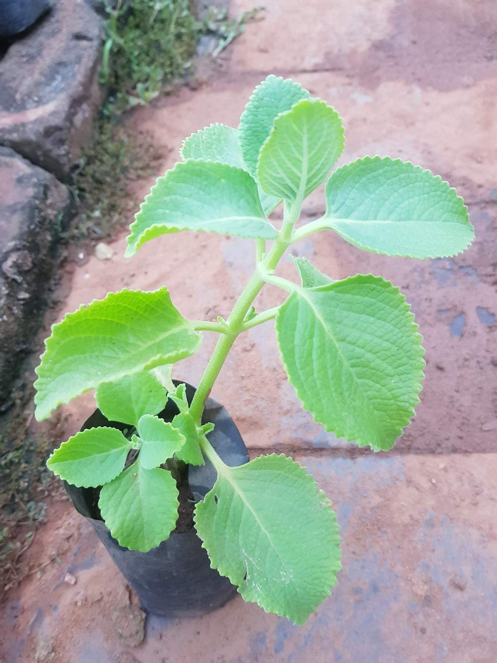 OhhSome OhhSome Oregano Leaf (Ajwain, Karpooravalli) Live Plant For Medicinal Uses With Polethene Bag (B09N9C6VKM) Amazon Price History, Amazon Price Tracker