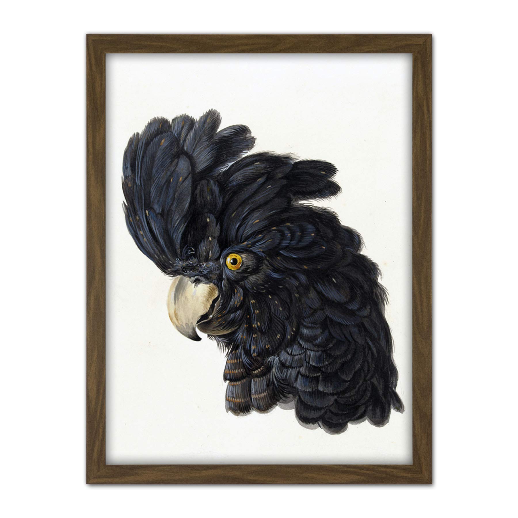 Artery8 Schouman Head Cockatoo Parrot Bird Drawing Artwork Framed Wall Art Print 18X24 Inch