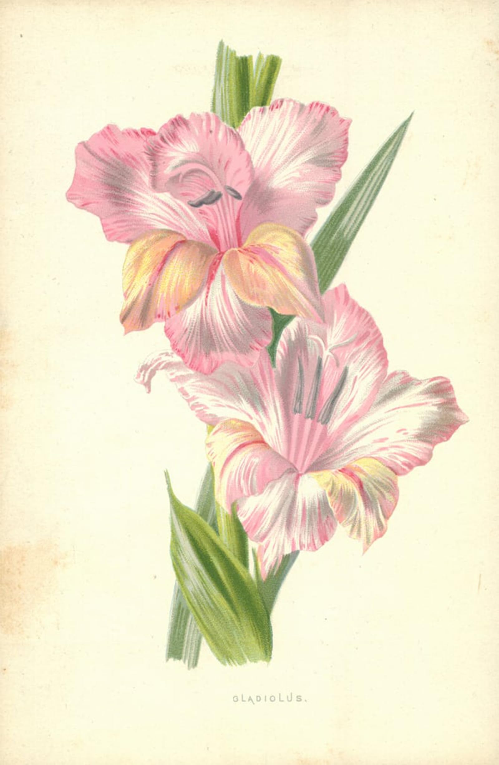 ARTXLXXBN Famous Art Print Poster Vintage Wall Art Gladiolus by Frederick Edward Hulme Canvas Art Poster for Home Decor 60x90cm