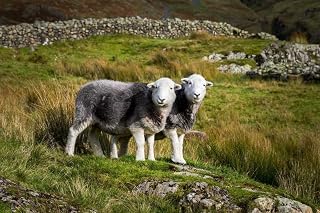 Herdwick Sheep Photograph, Mounted Print, Lake District