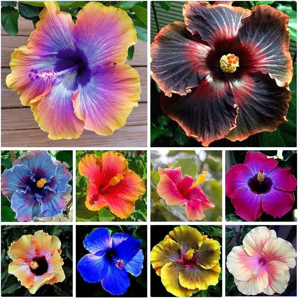 100+Giant Hibiscus Seeds for Planting Outdoor- Perennial Rare Non-GMO Heirloom Flowers Plant for Your Flourishing Garden Home